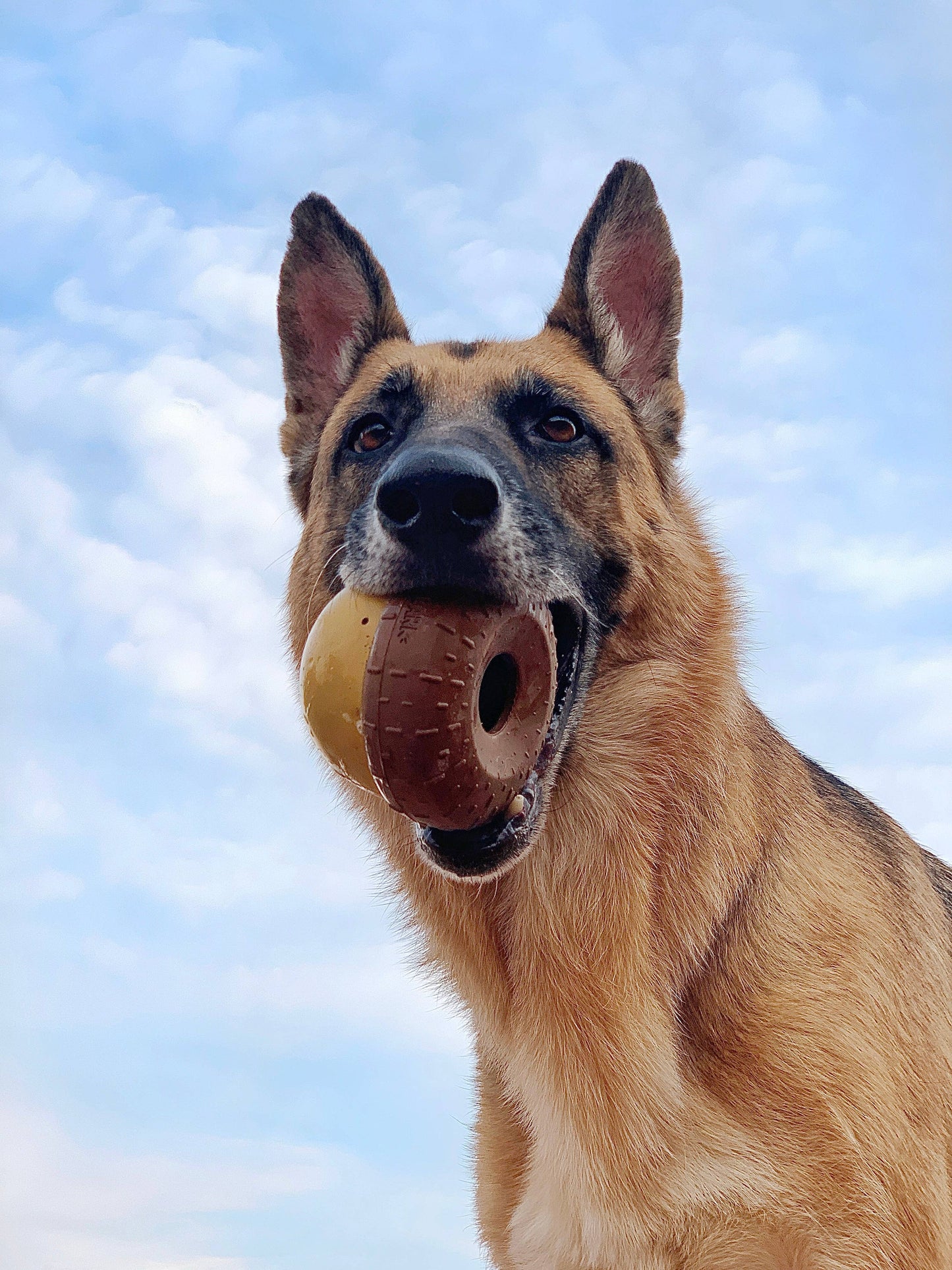 BARK Acornucopia