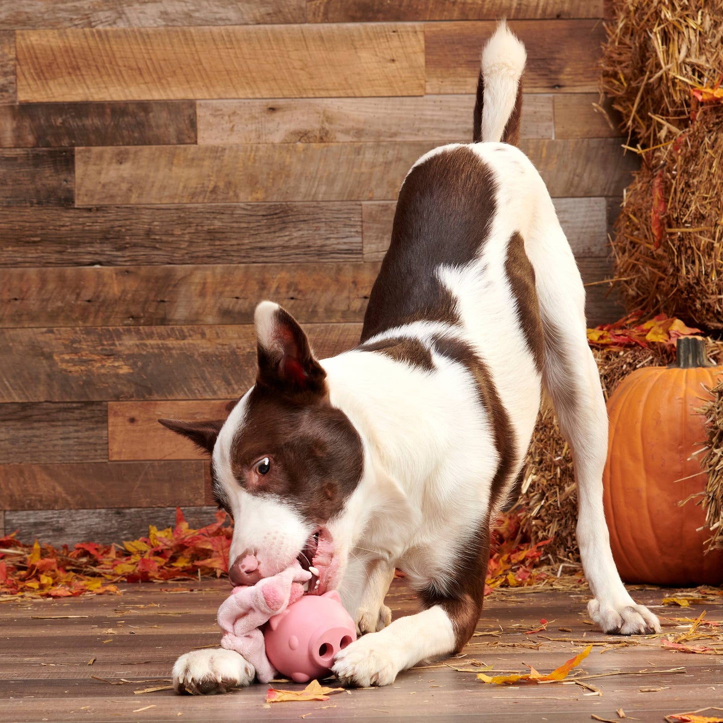 BARK Pig Super Chewer