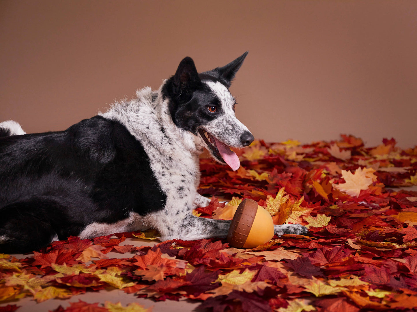BARK Acornucopia