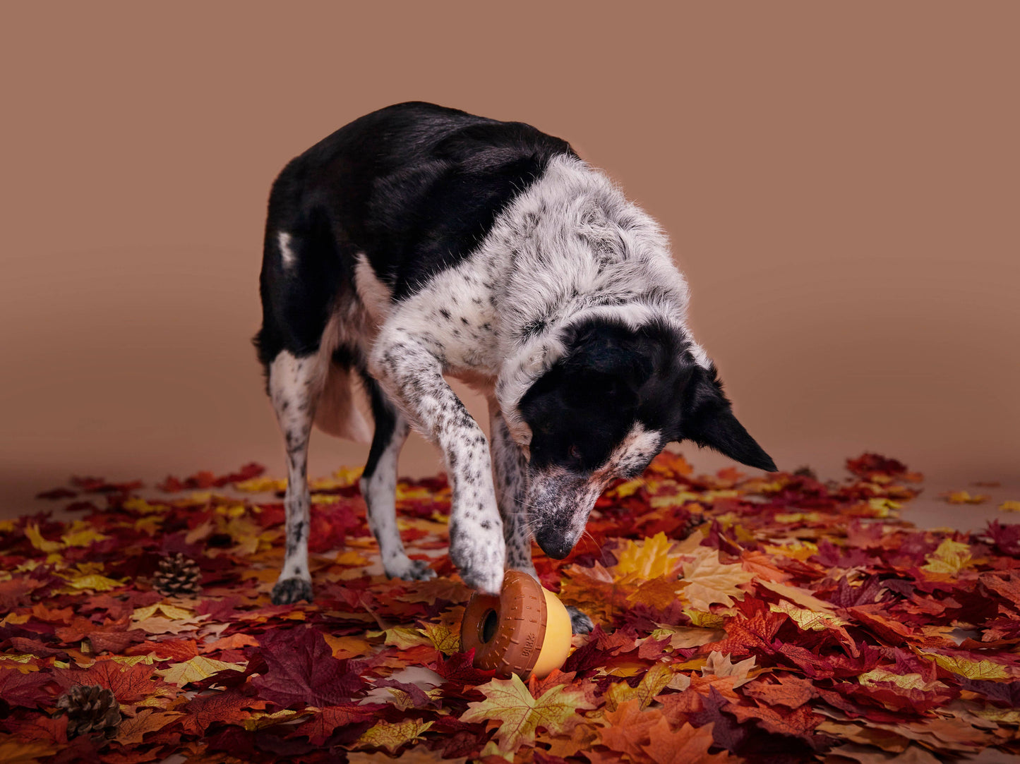 BARK Acornucopia